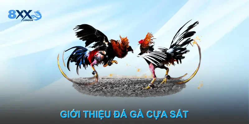Giới thiệu đá gà cựa sắt Giới thiệu đá gà cựa sắt